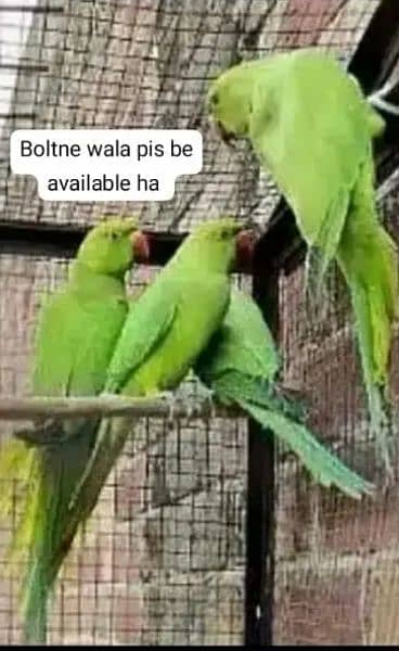 Green parrot for sale 03054636833 0