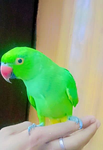 Green parrot for sale 03054636833 1