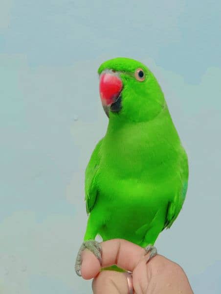 Green parrot for sale 03054636833 3