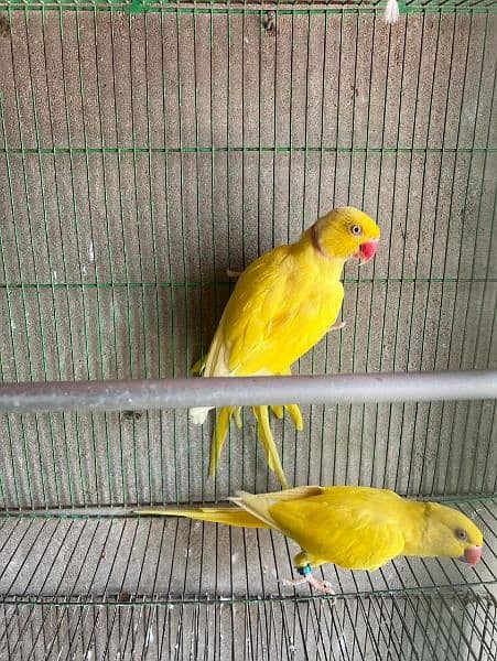 yellow and green ringneck pair 0