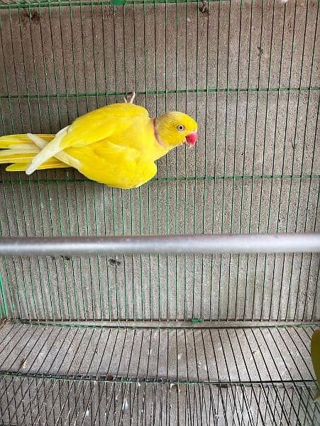 yellow and green ringneck pair 1