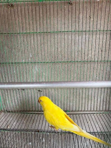 yellow and green ringneck pair 2