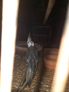 Cockatiel 3 piars breed gurantie hai 100 percen ok