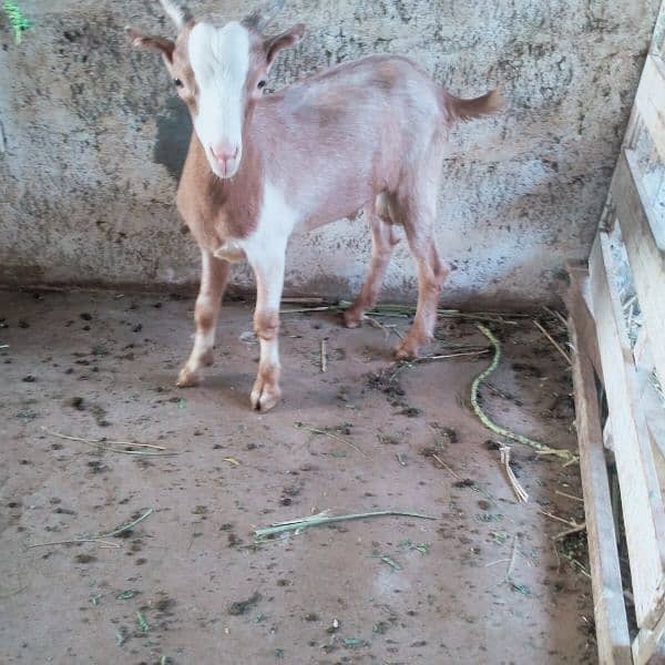 bakra male kid 0