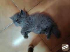 grey Persian kitten triple coat