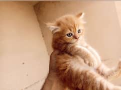 Persian kitten triple coat