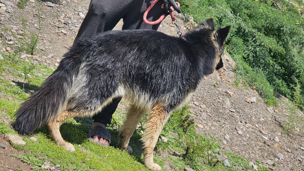 German Shepherd long coat male available 6 month age for sale 0