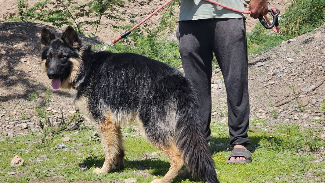 German Shepherd long coat male available 6 month age for sale 1