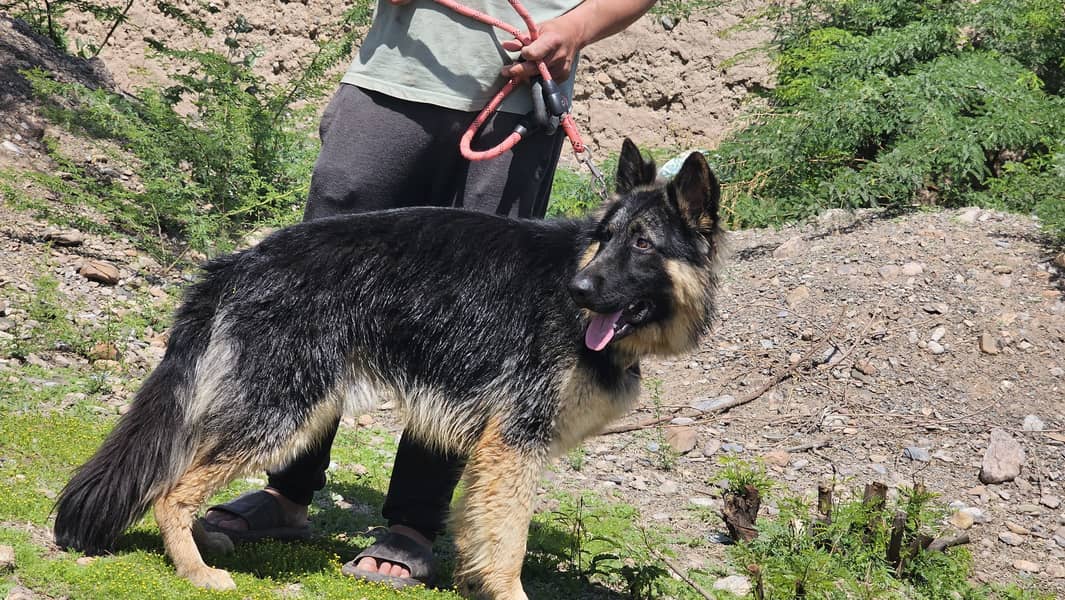 German Shepherd long coat male available 6 month age for sale 2