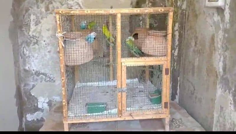 7 Australian breeding pair with Cage 2 feet by 2 feet 0