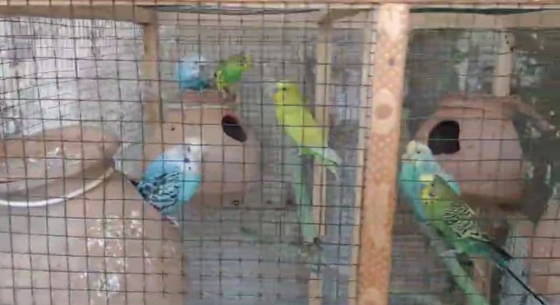 7 Australian breeding pair with Cage 2 feet by 2 feet 1