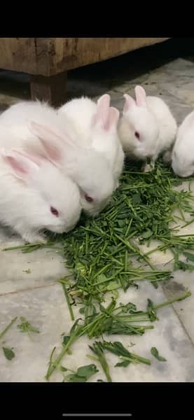 angoora rabbits 1 month age 0