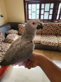 African Grey Parrot 0