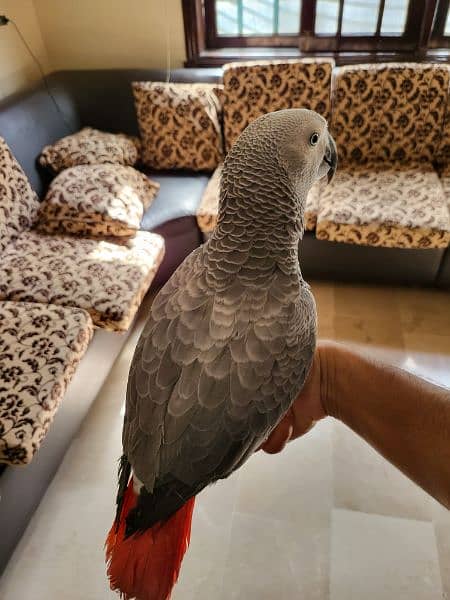 African Grey Parrot 1