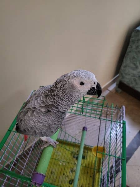 African Grey Parrot 3