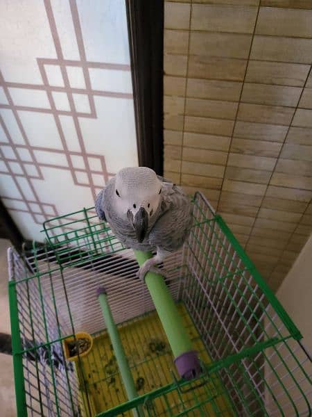 African Grey Parrot 4