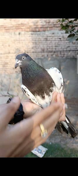 Male pigeon 0