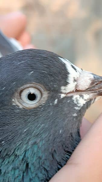Male pigeon 1