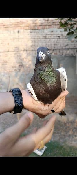 Male pigeon 2
