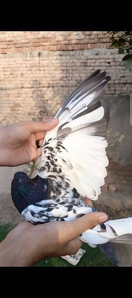 Male pigeon 3