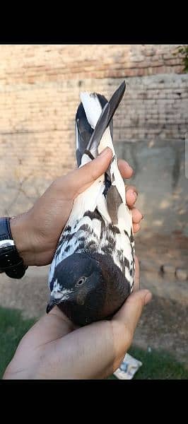 Male pigeon 4
