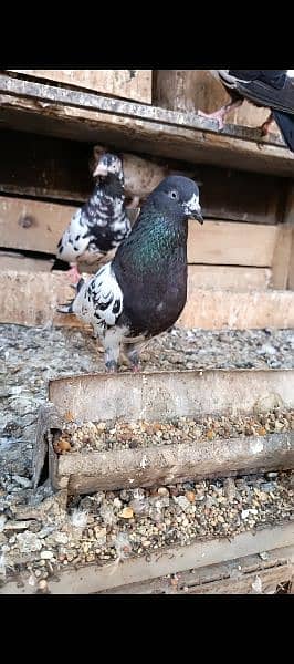 Male pigeon 5