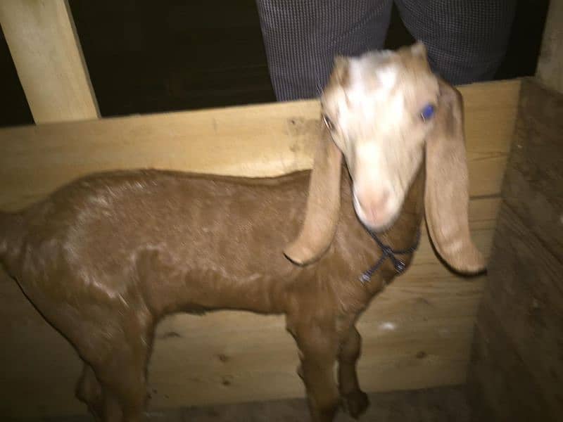 bakri for sale with bacha 1