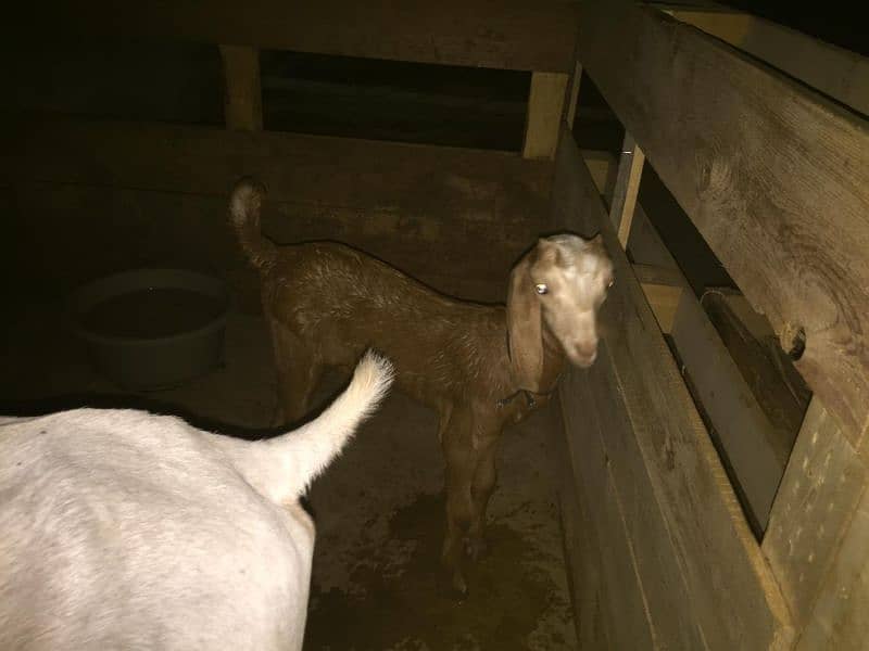 bakri for sale with bacha 2