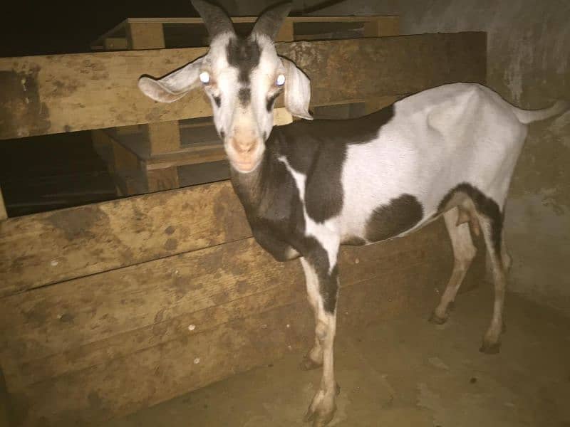 bakri for sale with bacha 3