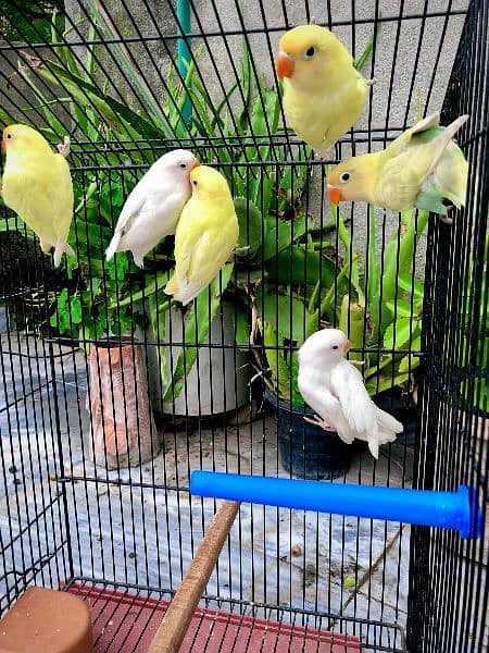 Lovebirds / Love birds / Green Fisher / Creamino / Decino / Albino 0