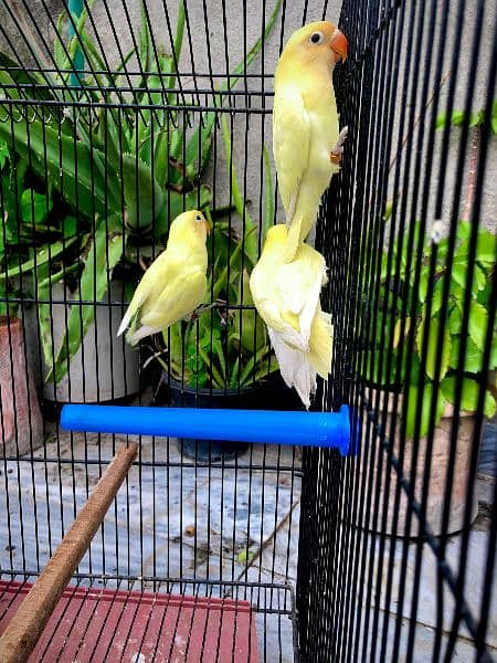 Lovebirds / Love birds / Green Fisher / Creamino / Decino / Albino 4