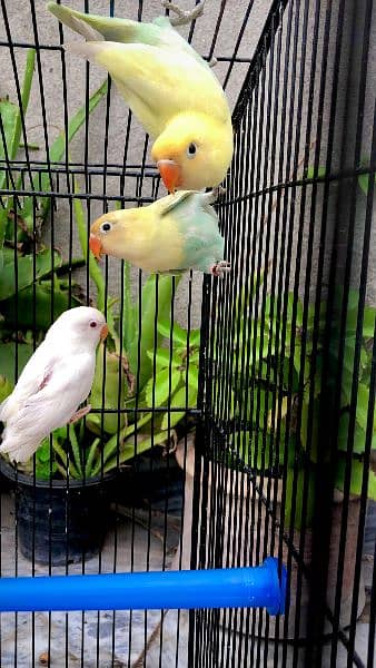 Lovebirds / Love birds / Green Fisher / Creamino / Decino / Albino 5