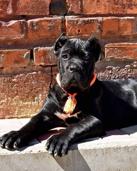 cane corso imported puppy are available in Pakistan for sale 0