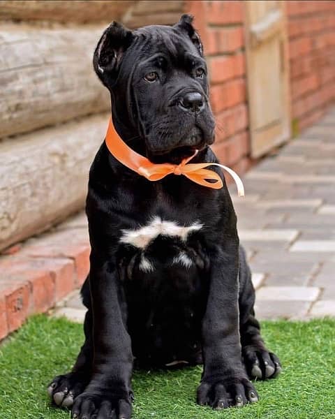 cane corso imported puppy are available in Pakistan for sale 2