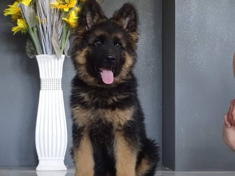 German shepherd pedigree puppy available here 1