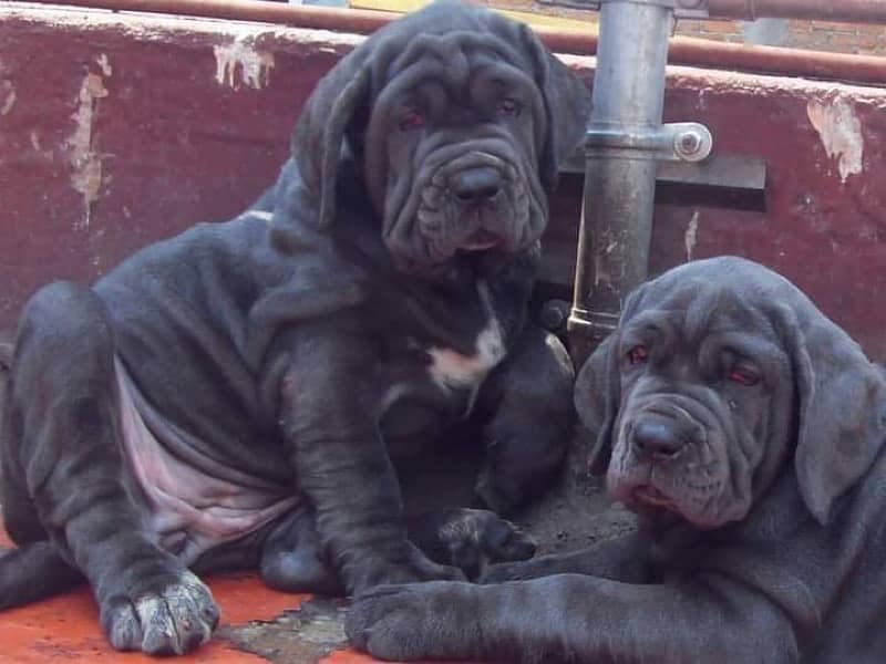 Neapolitan mastiff the big breed imported puppies available here 3