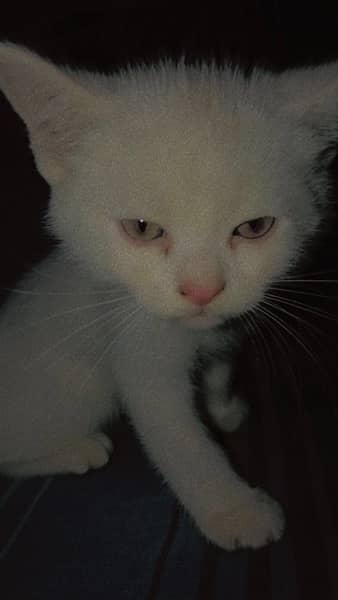 Persian Kitten Male 0