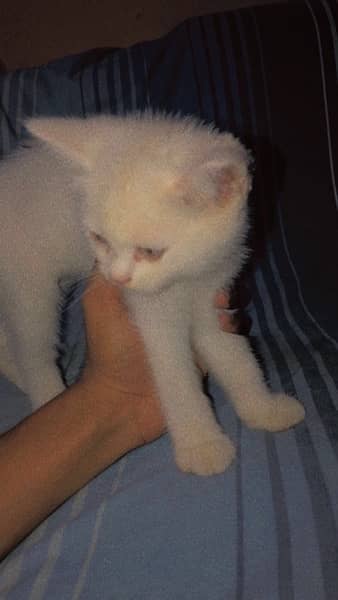 Persian Kitten Male 1