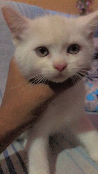 Persian Kitten Male 3