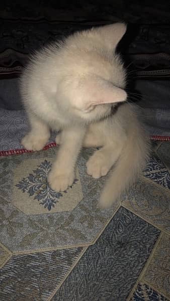Persian Kitten Male 4