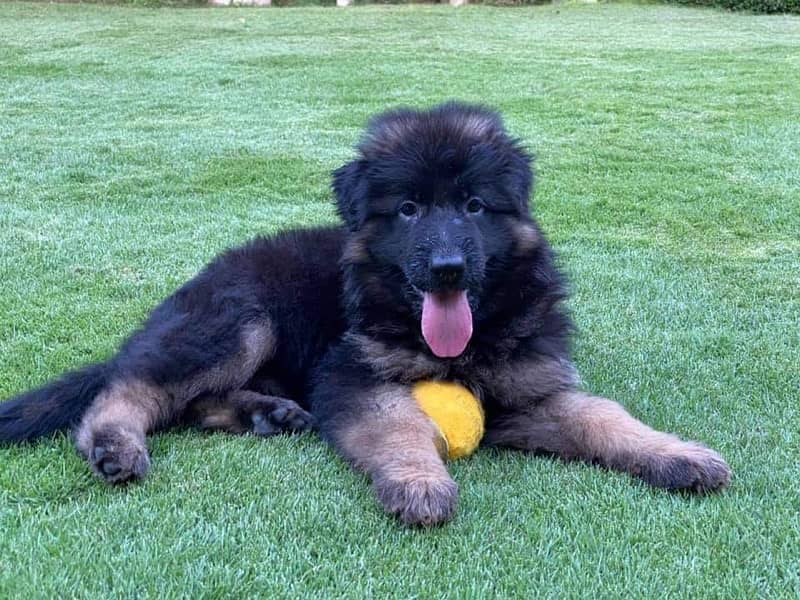 German shepherd long hair champion bloodline puppies available 0