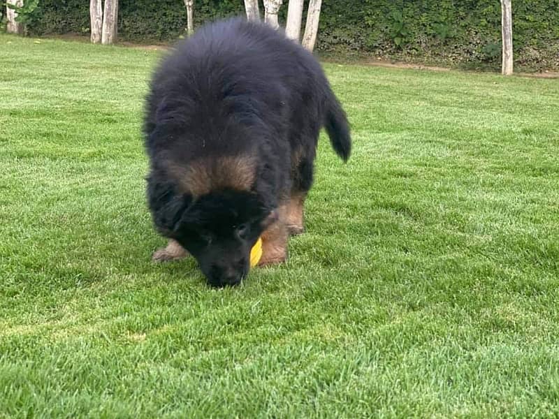 German shepherd long hair champion bloodline puppies available 1