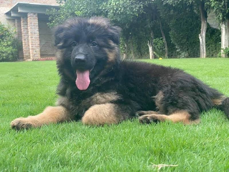 German shepherd long hair champion bloodline puppies available 3