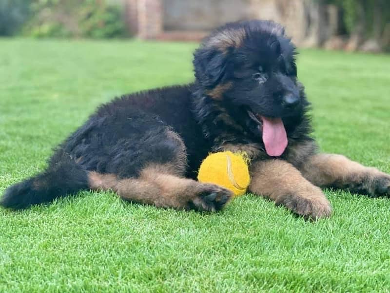 German shepherd long hair champion bloodline puppies available 4