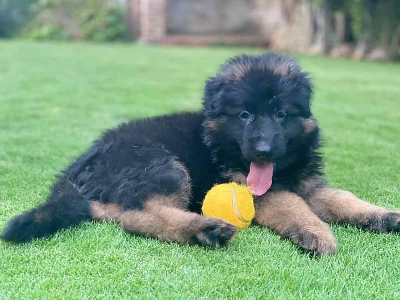 German shepherd long hair champion bloodline puppies available 5