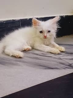 pure white persian kittens availble