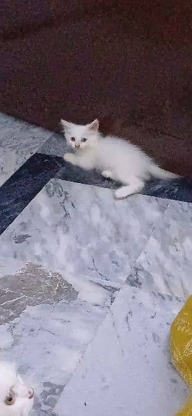 pure white persian kittens availble 1