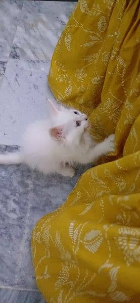 pure white persian kittens availble 2