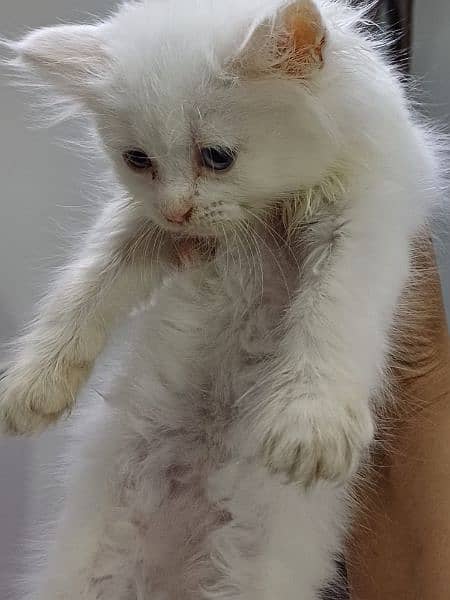 pure white persian kittens availble 4