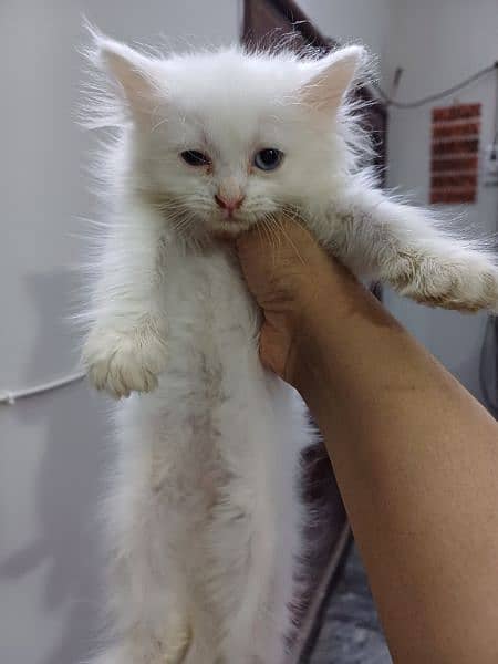 pure white persian kittens availble 5